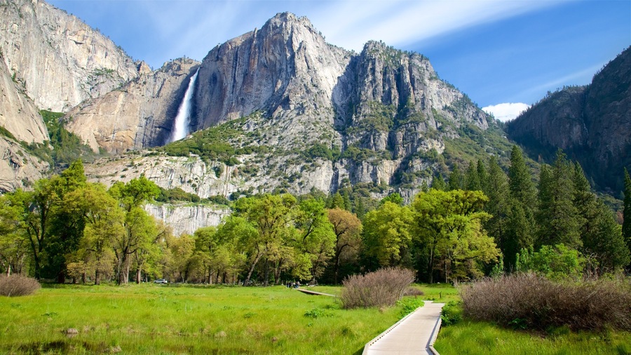 Cook\'s Meadow