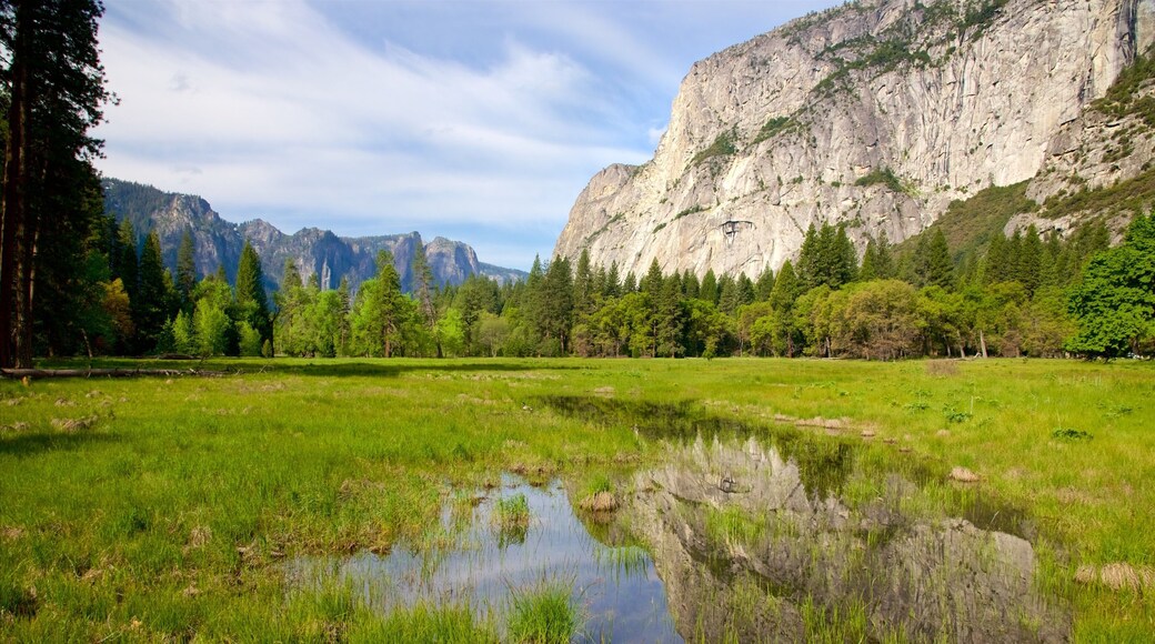 Cook\'s Meadow