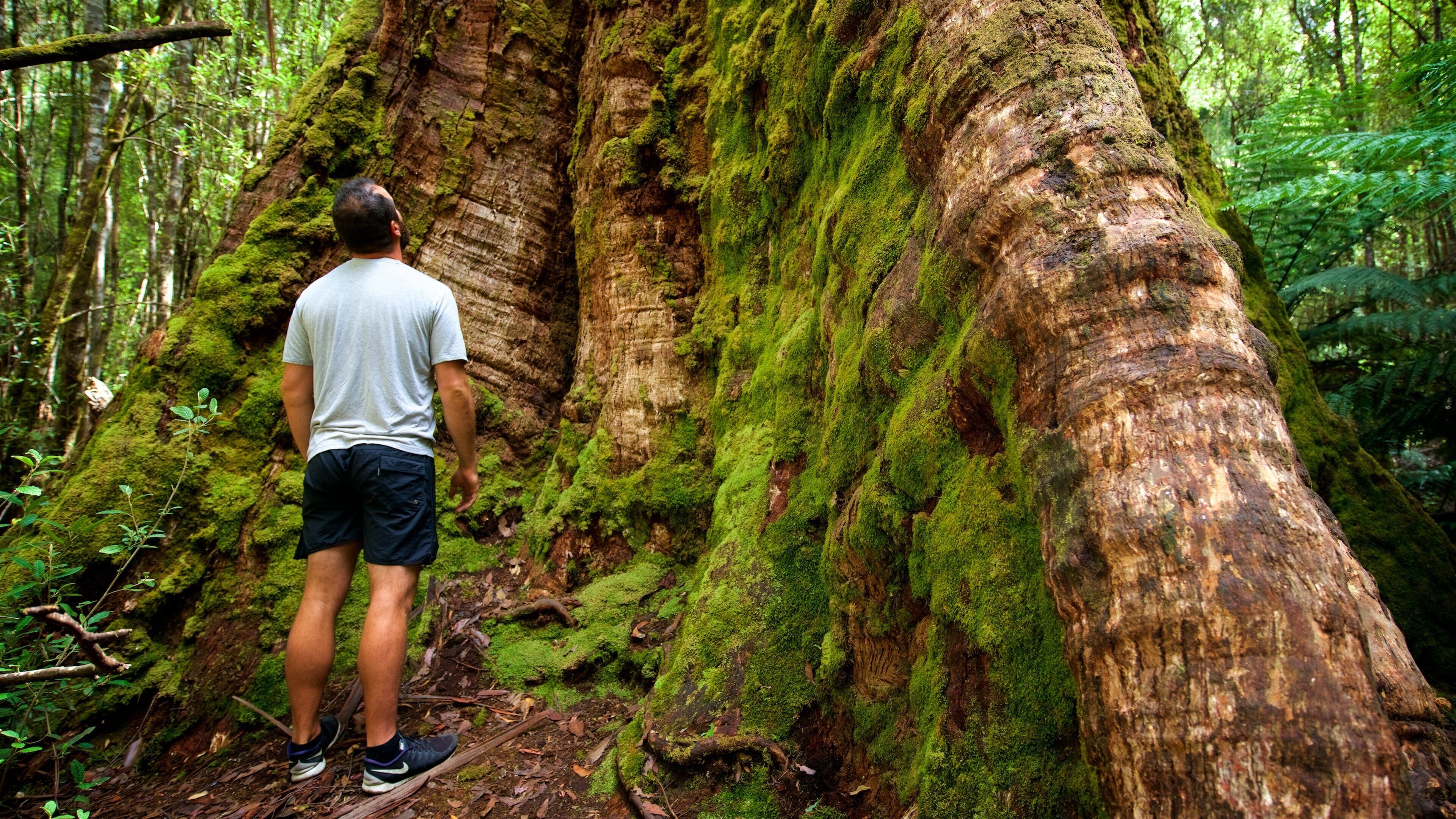 Tall Trees Walk which includes forest scenes as well as an individual male