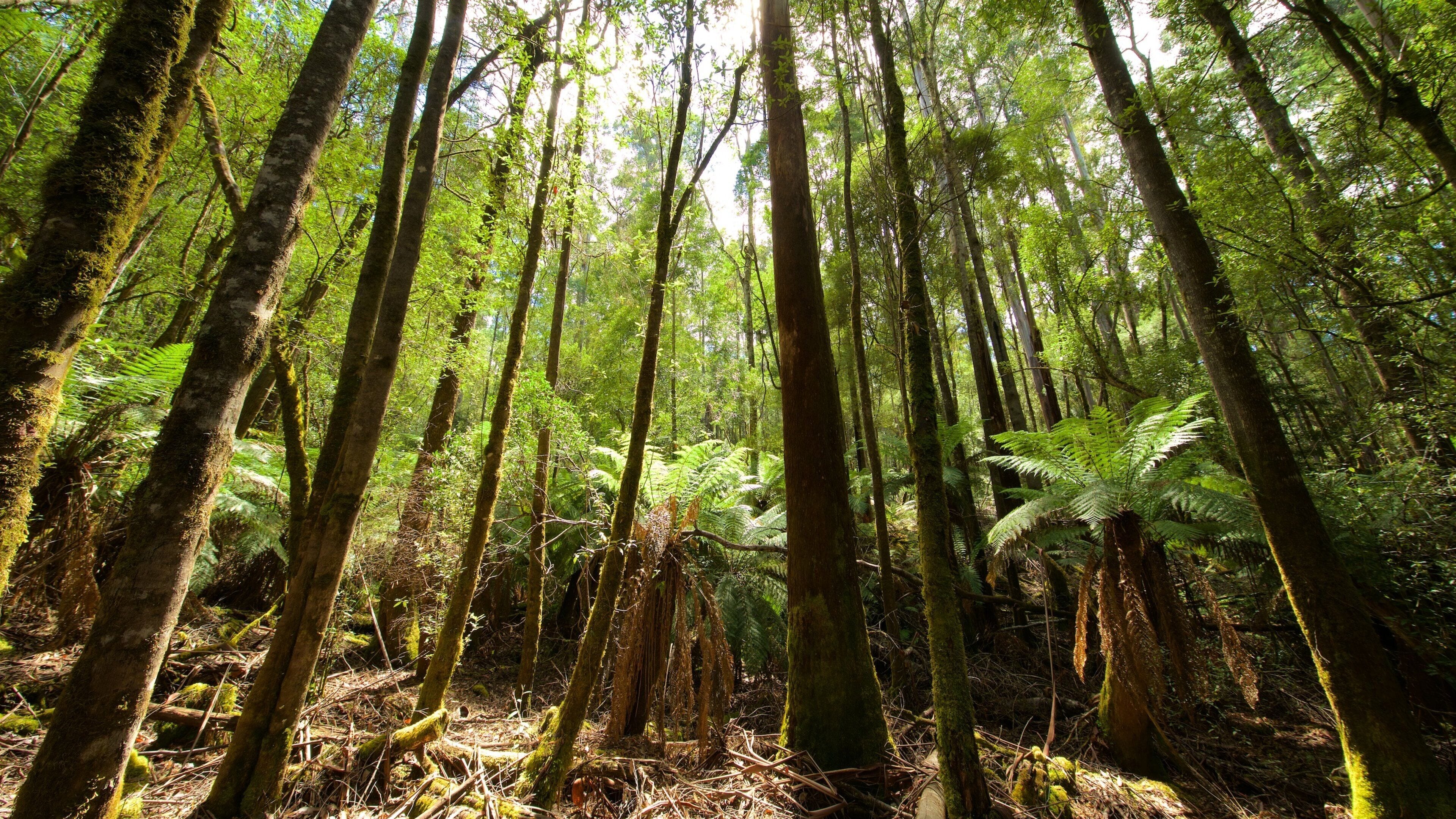 Mt. Field National Park que inclui florestas
