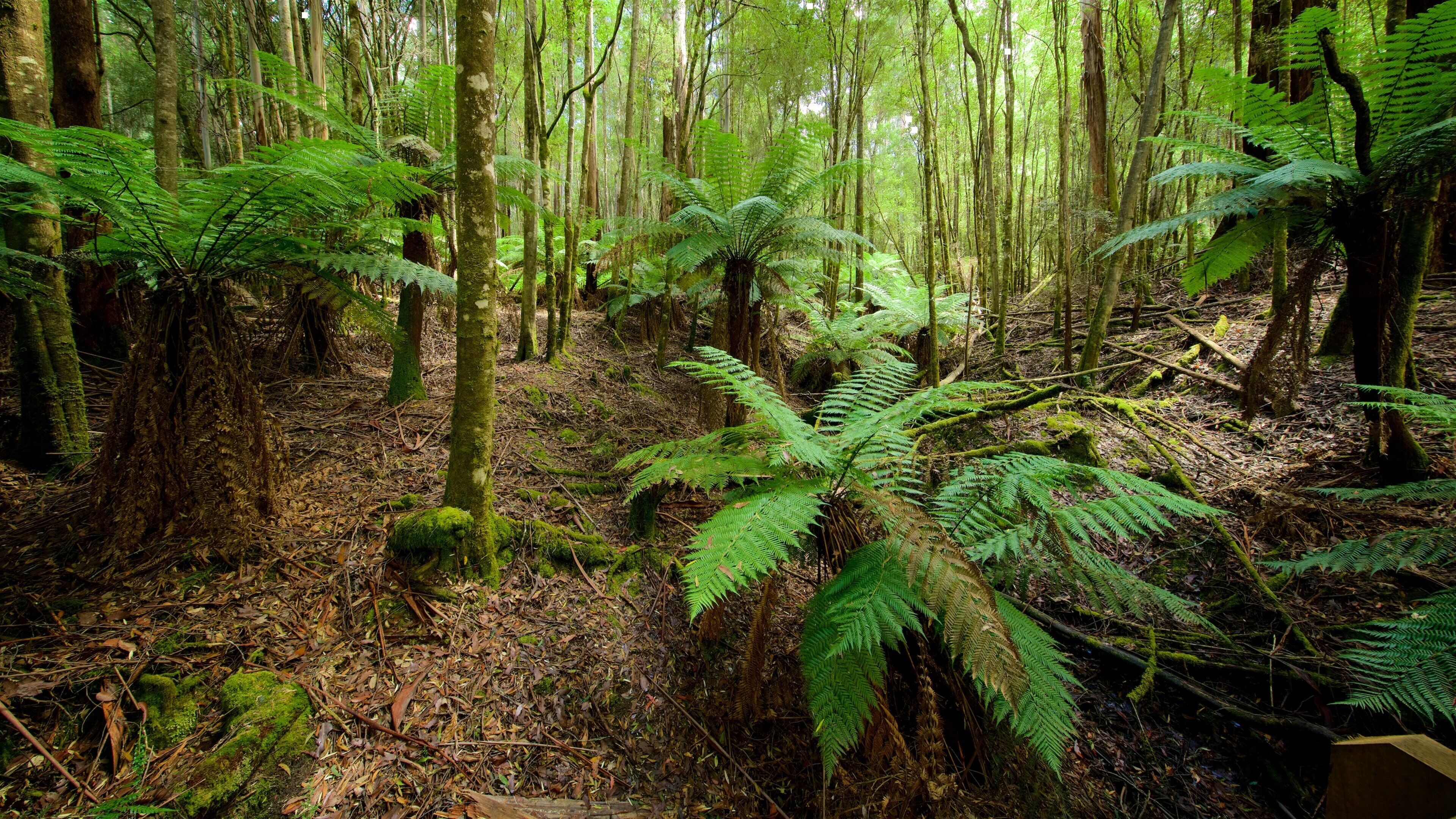 Vùng Midlands trong đó bao gồm rừng rậm