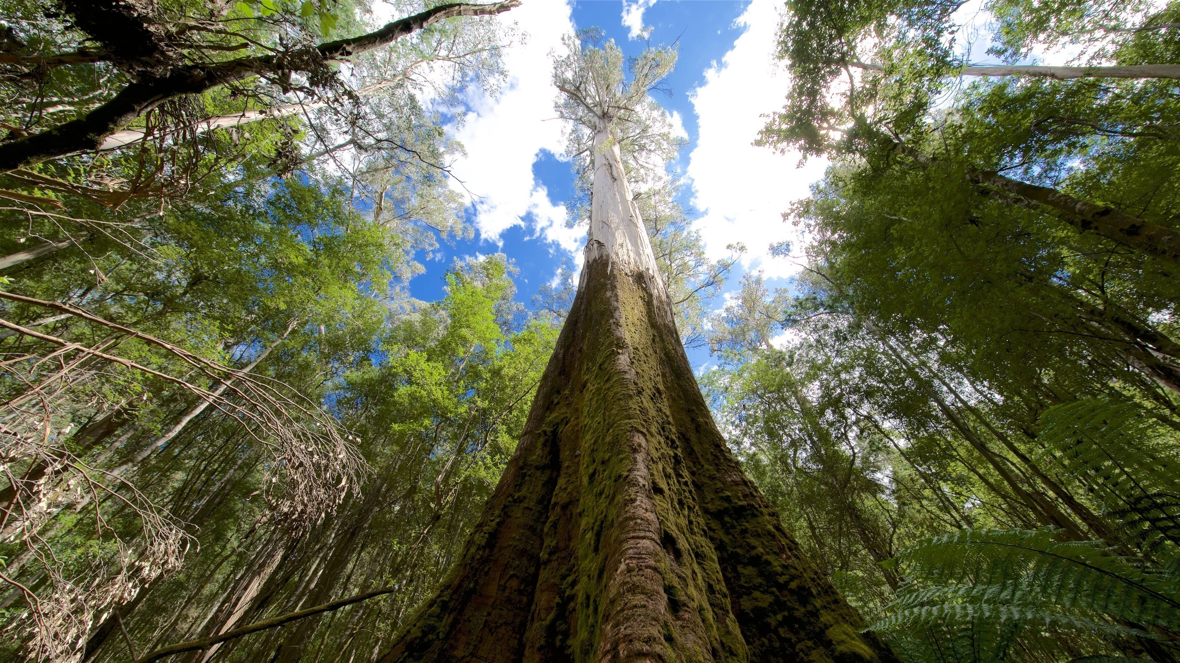 Mt. Field National Park