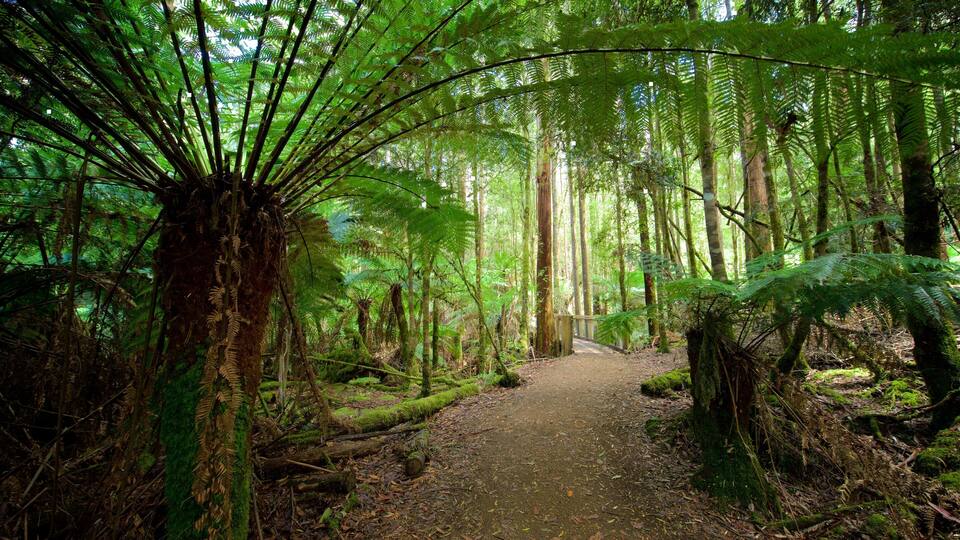 A forest path surrounded by tall trees and lush ferns.