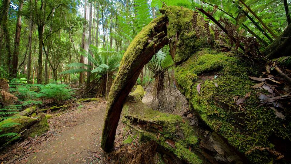 A forest with a moss-covered fallen tree trunk and a dirt path.
