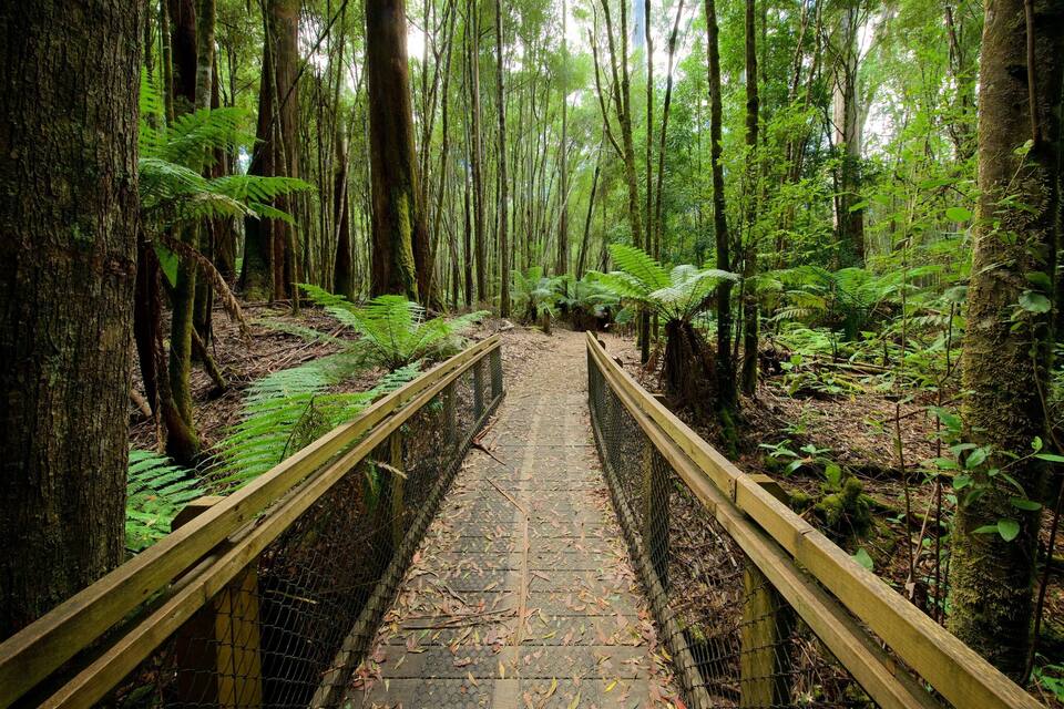 A forested pathway with wooden railings and ferns.