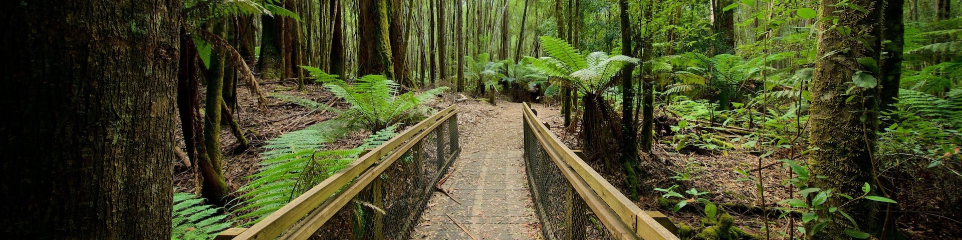 Mt. Field National Park