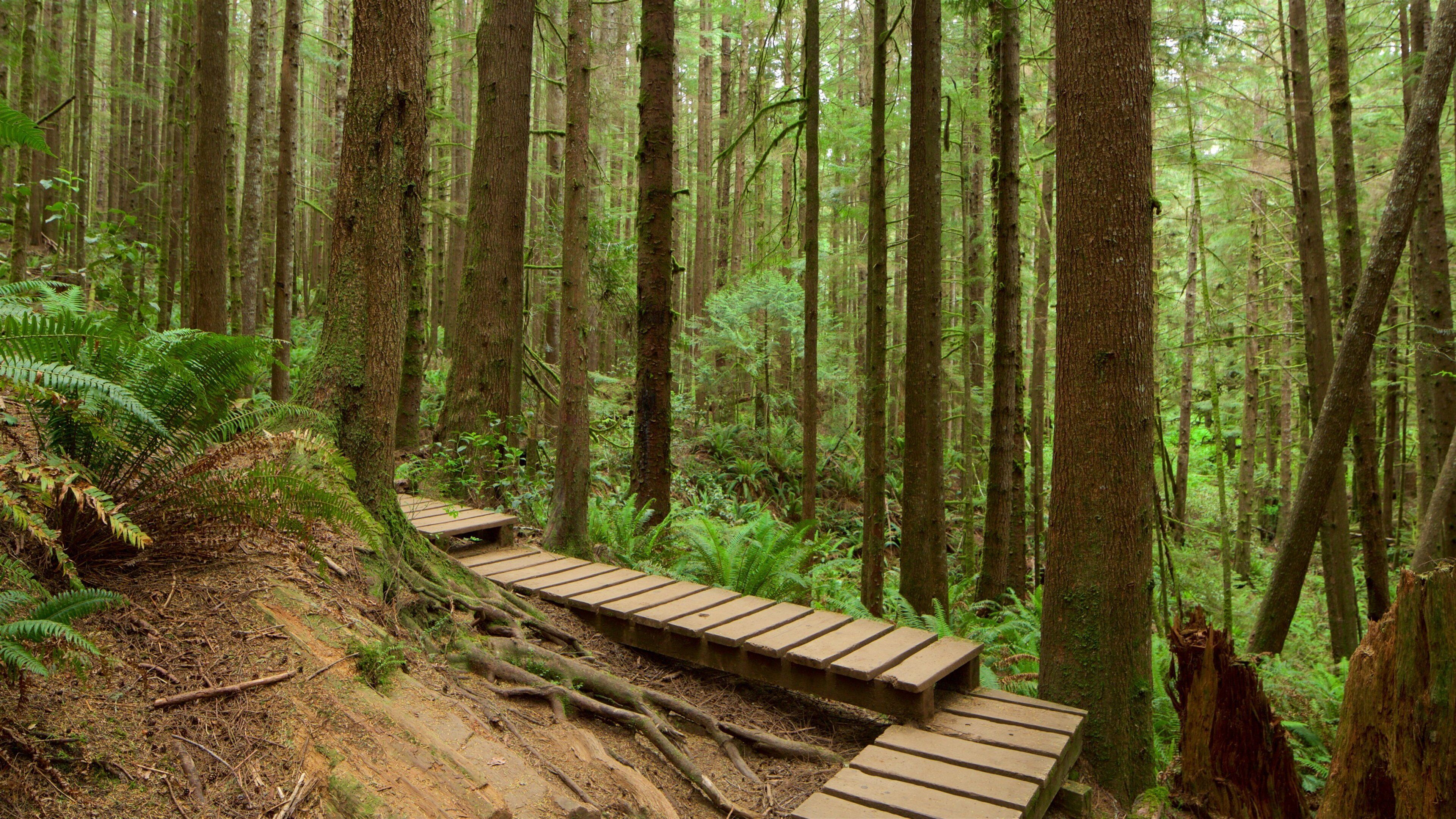 Victoria featuring forest scenes