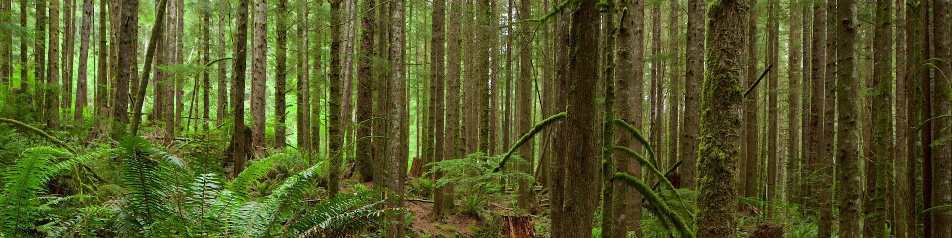 Victoria which includes forest scenes