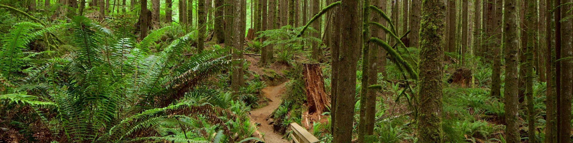 Victoria mostrando florestas