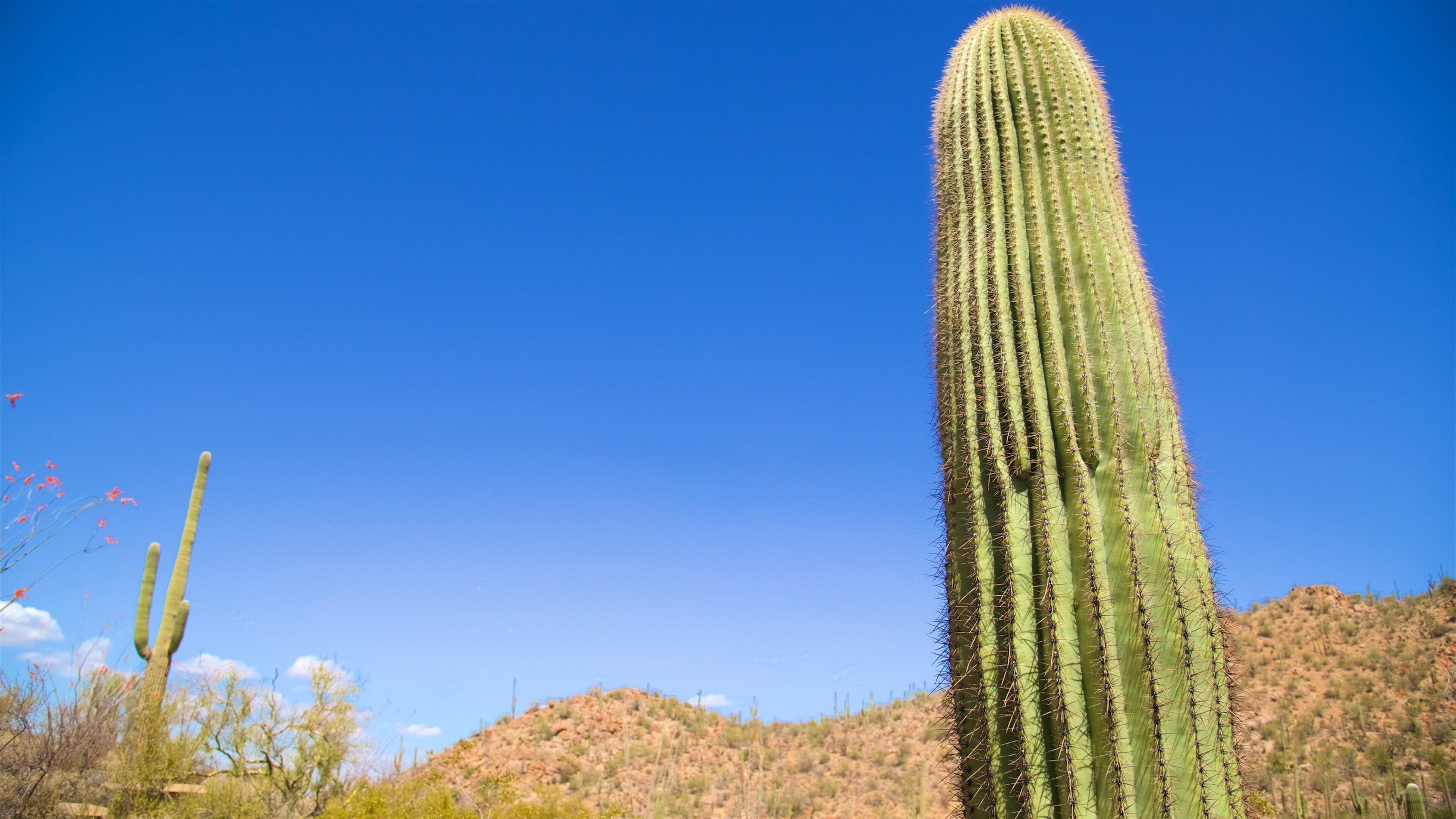 Tucson caratteristiche di vista del deserto