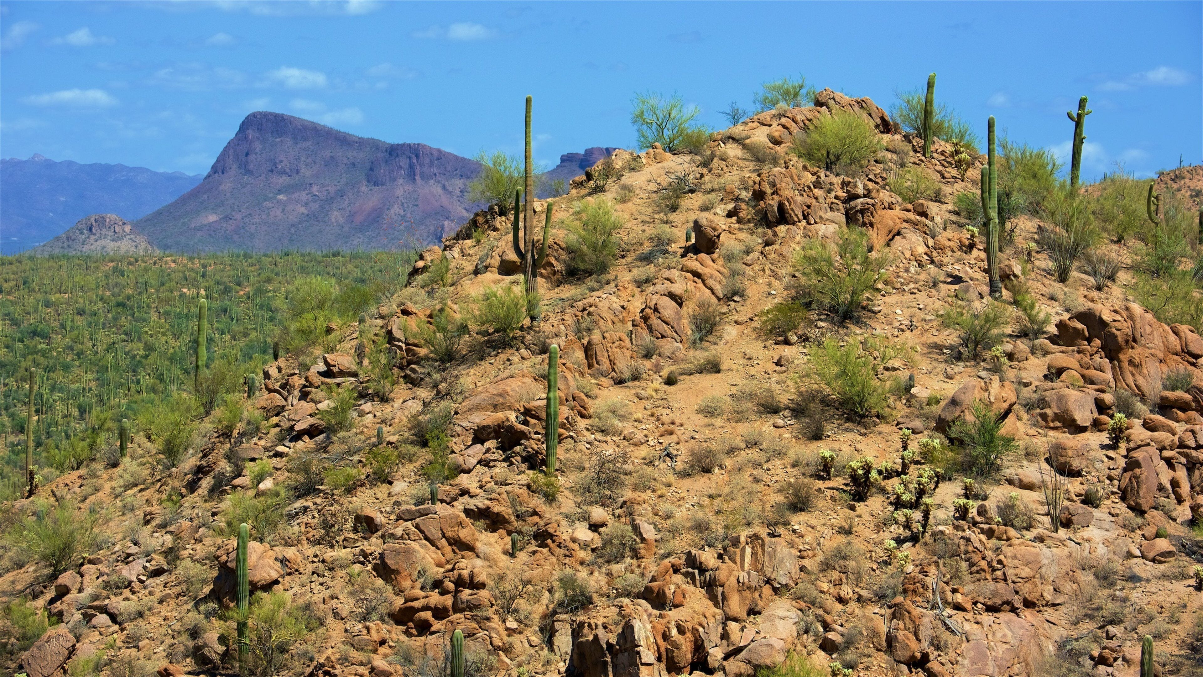 Tucson som viser fjell og ørkenutsikt