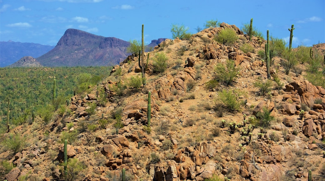 Tucson som viser fjell og ørkenutsikt