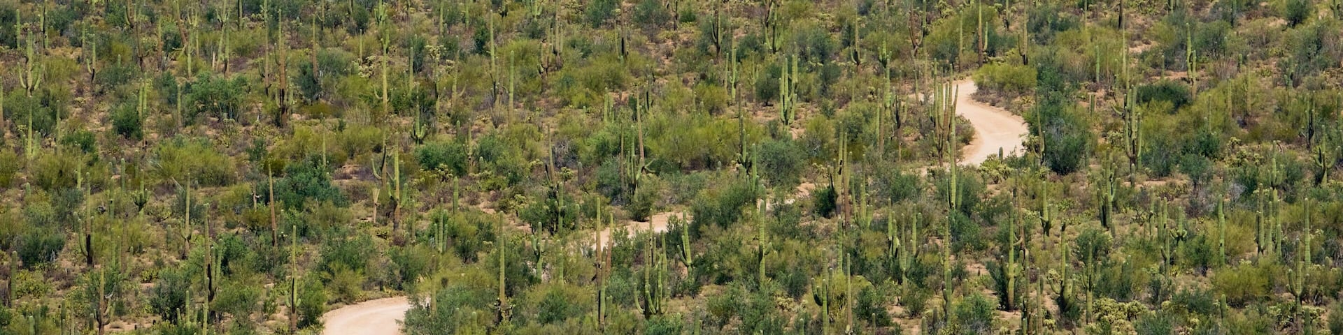 Tucson which includes desert views, tranquil scenes and mountains