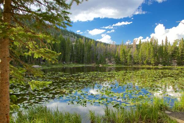 Colorado welches beinhaltet Teich