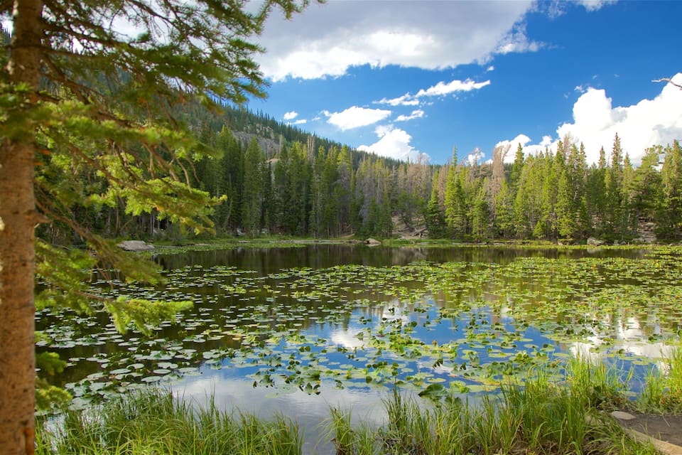 Un lago rodeado de un bosque denso y un cielo azul despejado.
