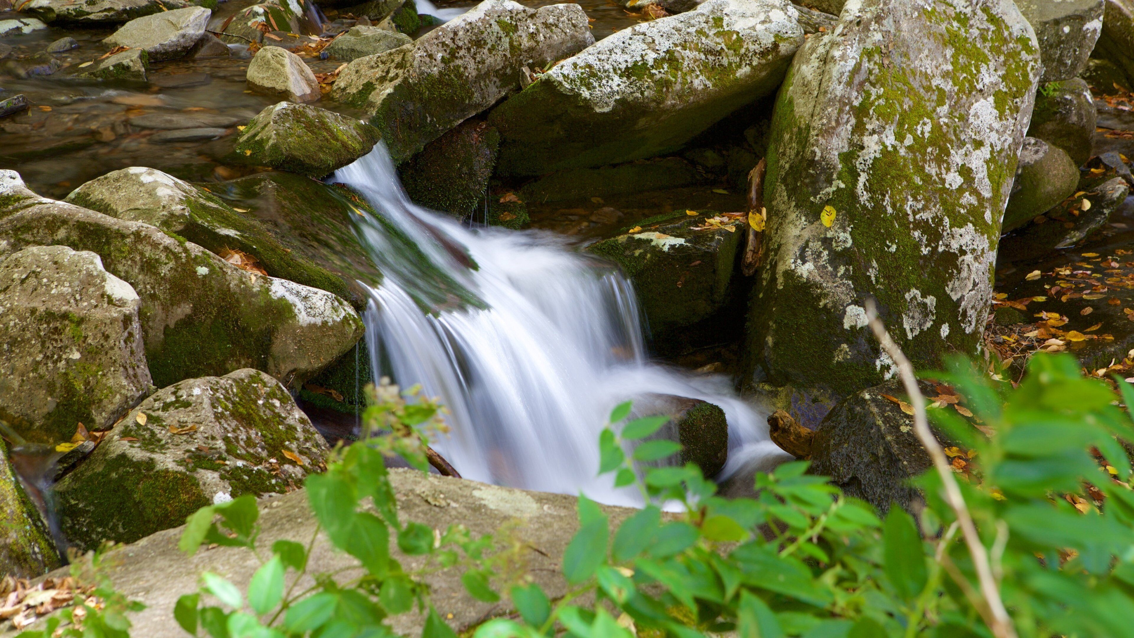 Great Smoky Mountains nasjonalpark som inkluderer elv eller bekk