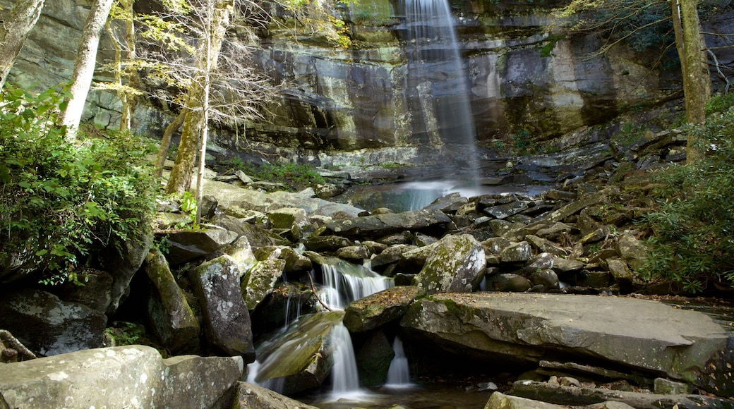Rainbow Falls featuring forest scenes and a river or creek