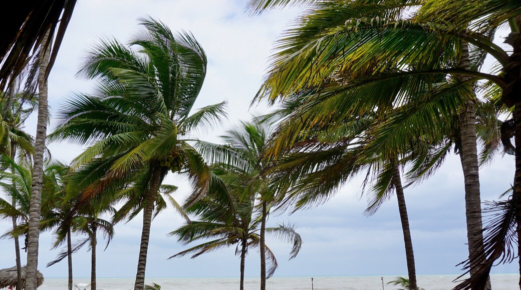 Colombia represents some of the most beautiful views of the Caribbean. The beach is surrounded by an abundance of palms trees on the edge of a lush green jungle that's filled with wild life. This eco-friendly natural reserve is the perfect place to disconnect from the world and relax #lifeatexpedia