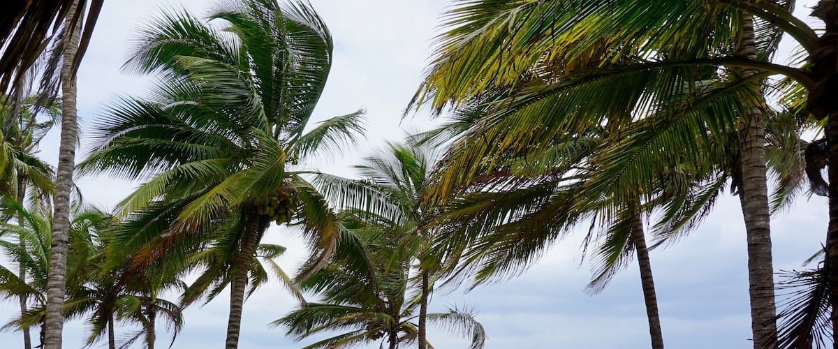 A beach with palm trees and a person lying on a towel.