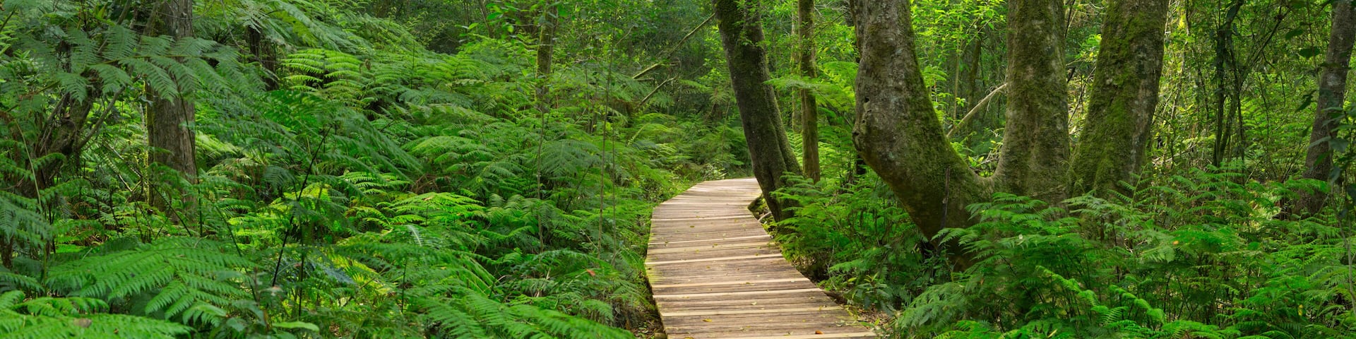 Path through rainforest in the Garden Route NP, South Africa