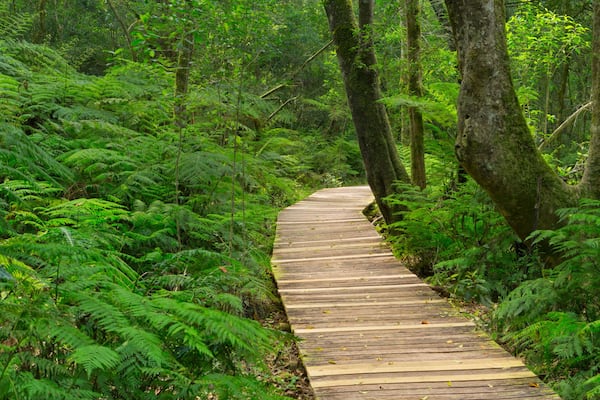 Une promenade en bois sinueuse qui traverse une forêt dense, parsemée de fougères verdoyantes et d’arbres imposants.