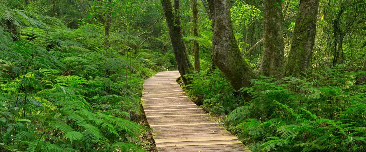 A wooden boardwalk winding through a dense forest with lush green ferns and tall trees.