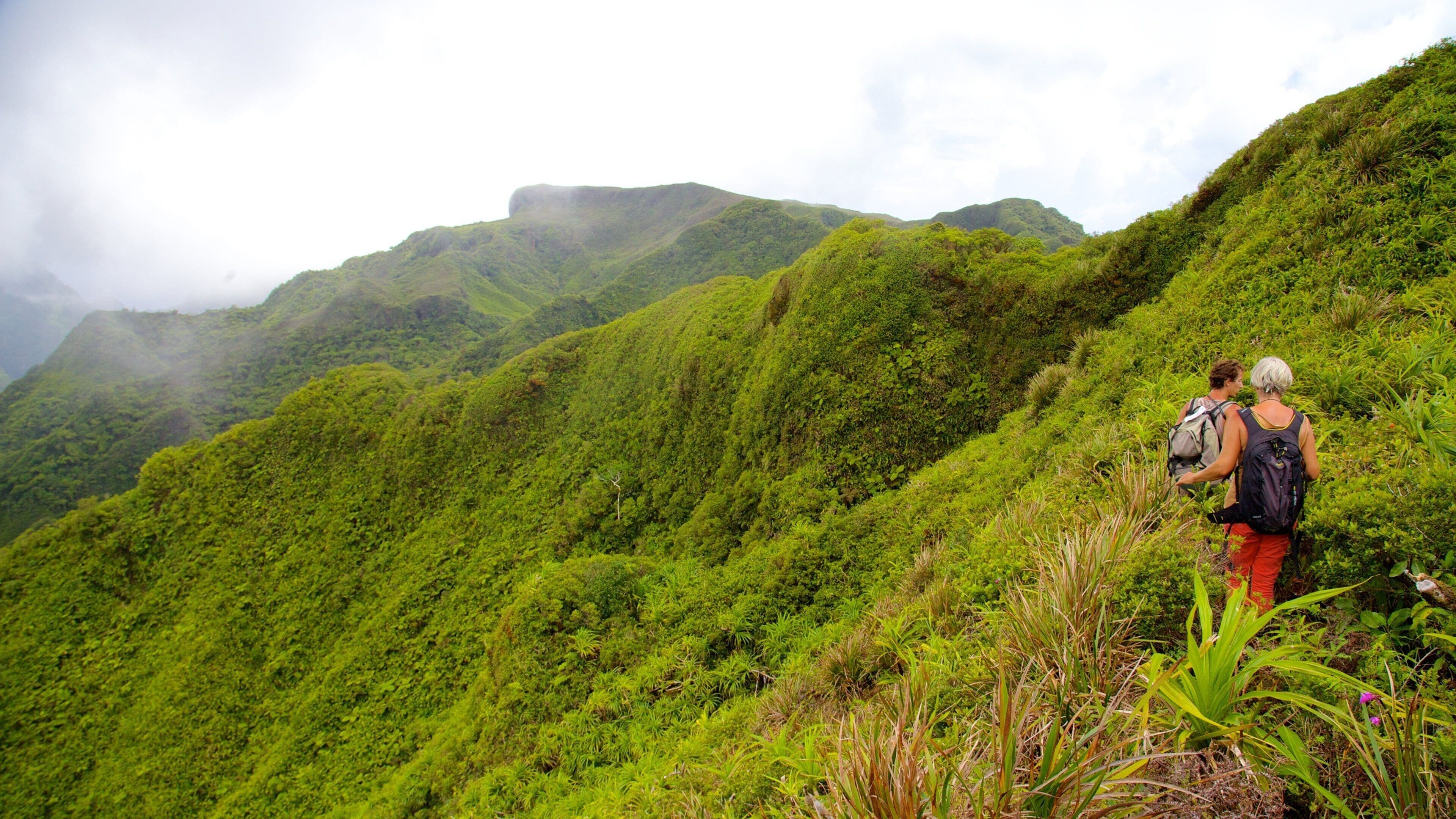Mont Temehani featuring rainforest, hiking or walking and landscape views