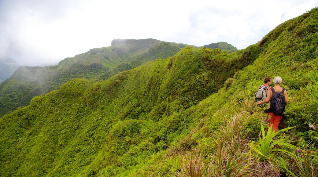 Mont Temehani featuring rainforest, hiking or walking and landscape views
