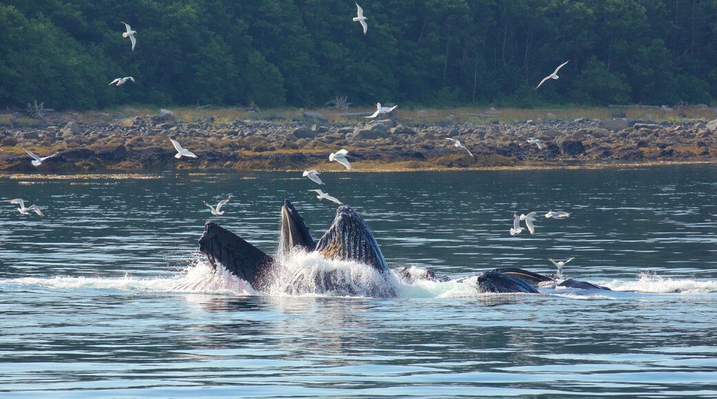 Funter Bay State Marine Park showing bird life, marine life and general coastal views