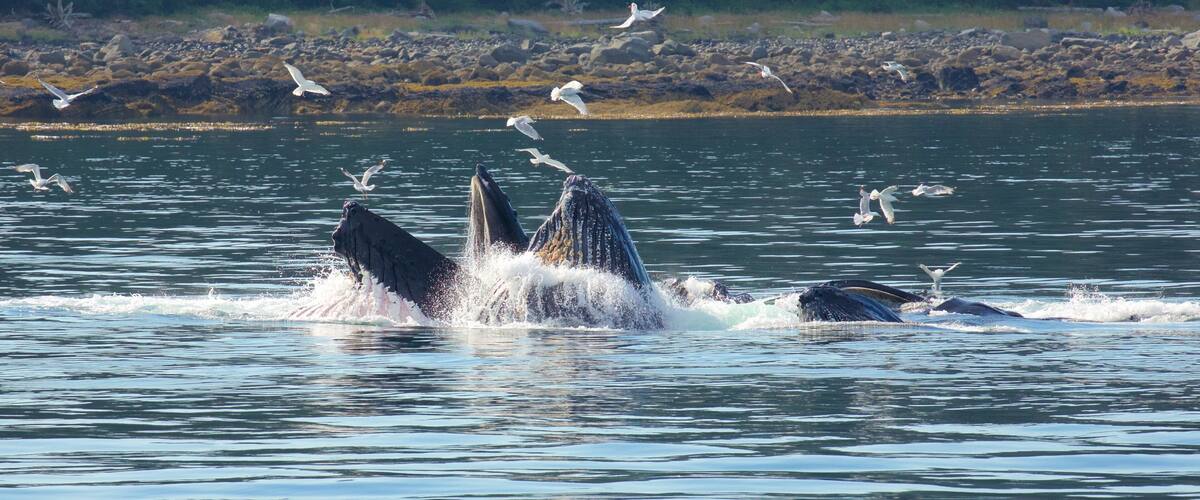 Funter Bay State Marine Park showing bird life, marine life and general coastal views