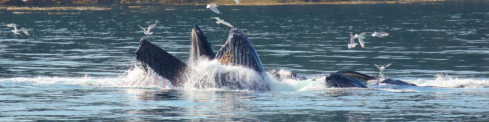 Funter Bay State Marine Park showing bird life, marine life and general coastal views
