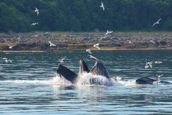 Funter Bay State Marine Park showing bird life, marine life and general coastal views