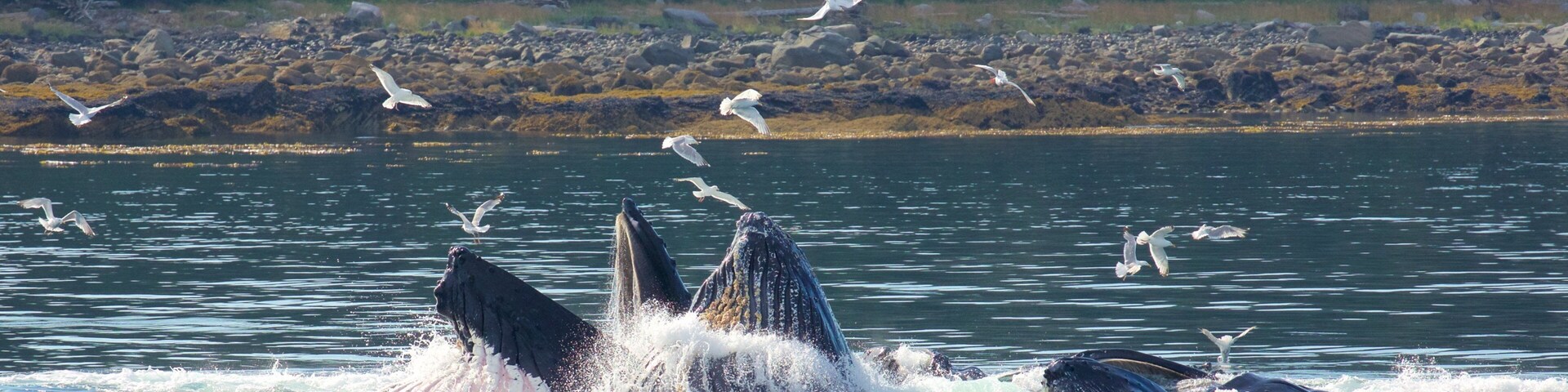 Funter Bay State Marine Park showing bird life, marine life and general coastal views