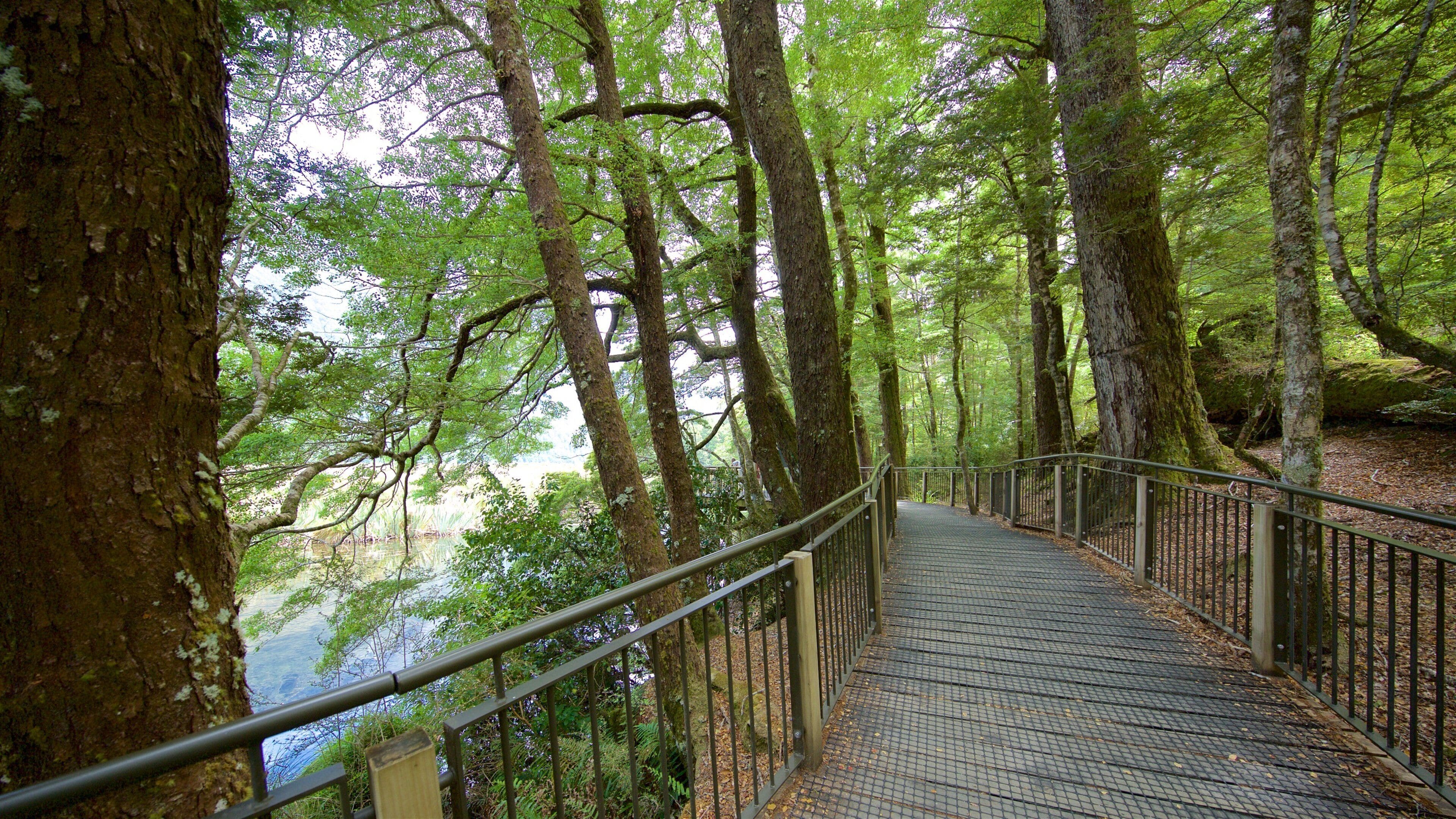 Southland som viser skoglandskap