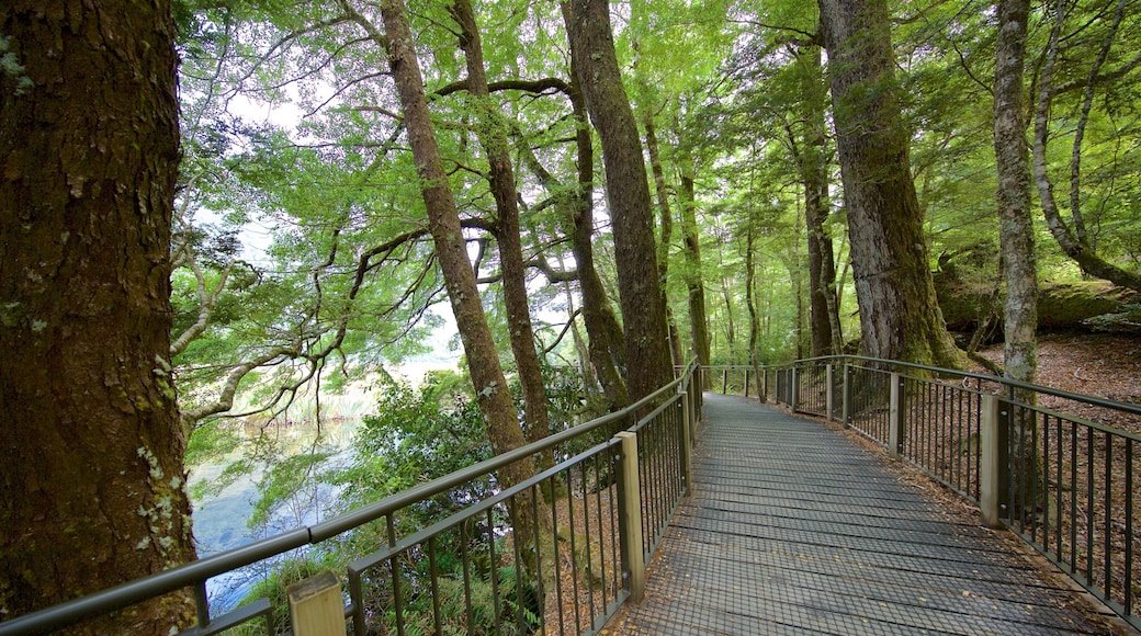 Southland som viser skovområder