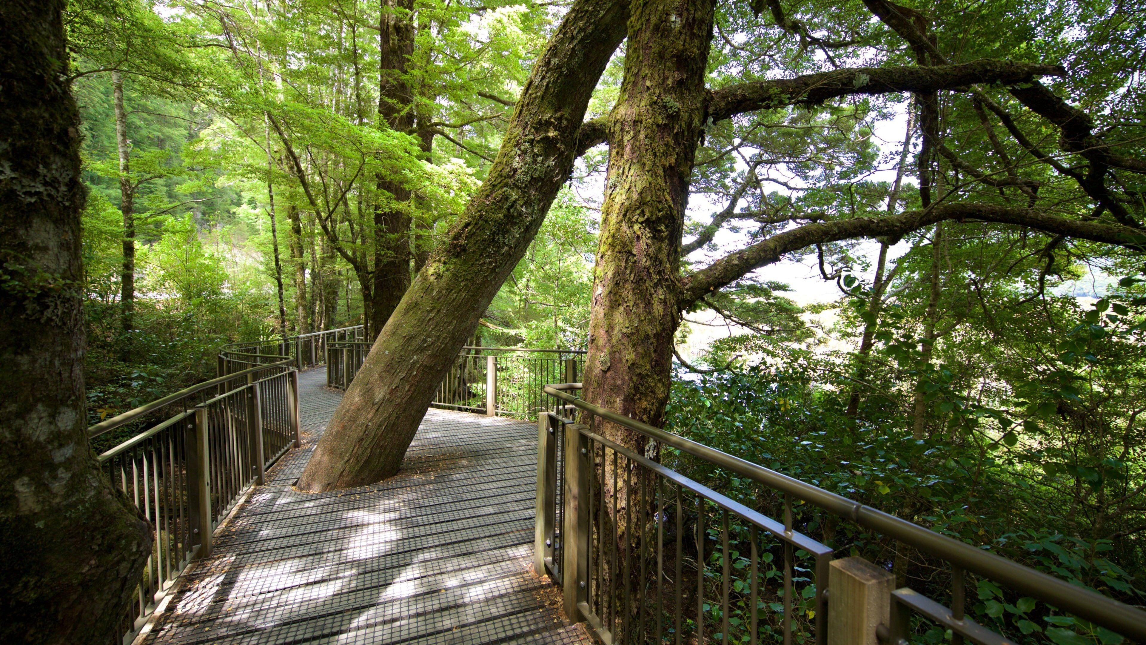 Southland som viser skove