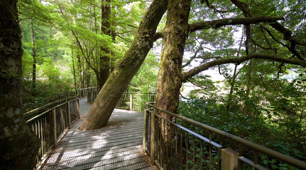 Southland som viser skove