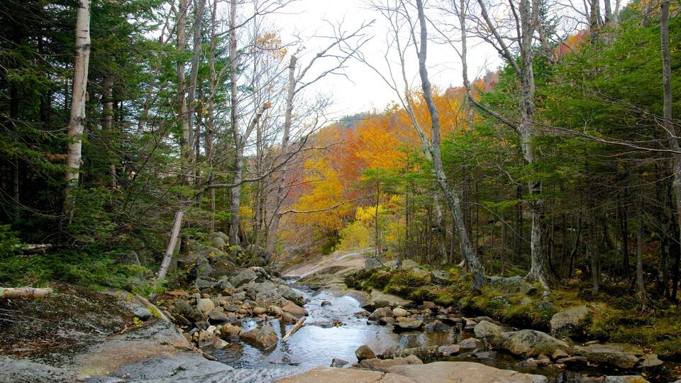 A forest stream with rocks and trees.
