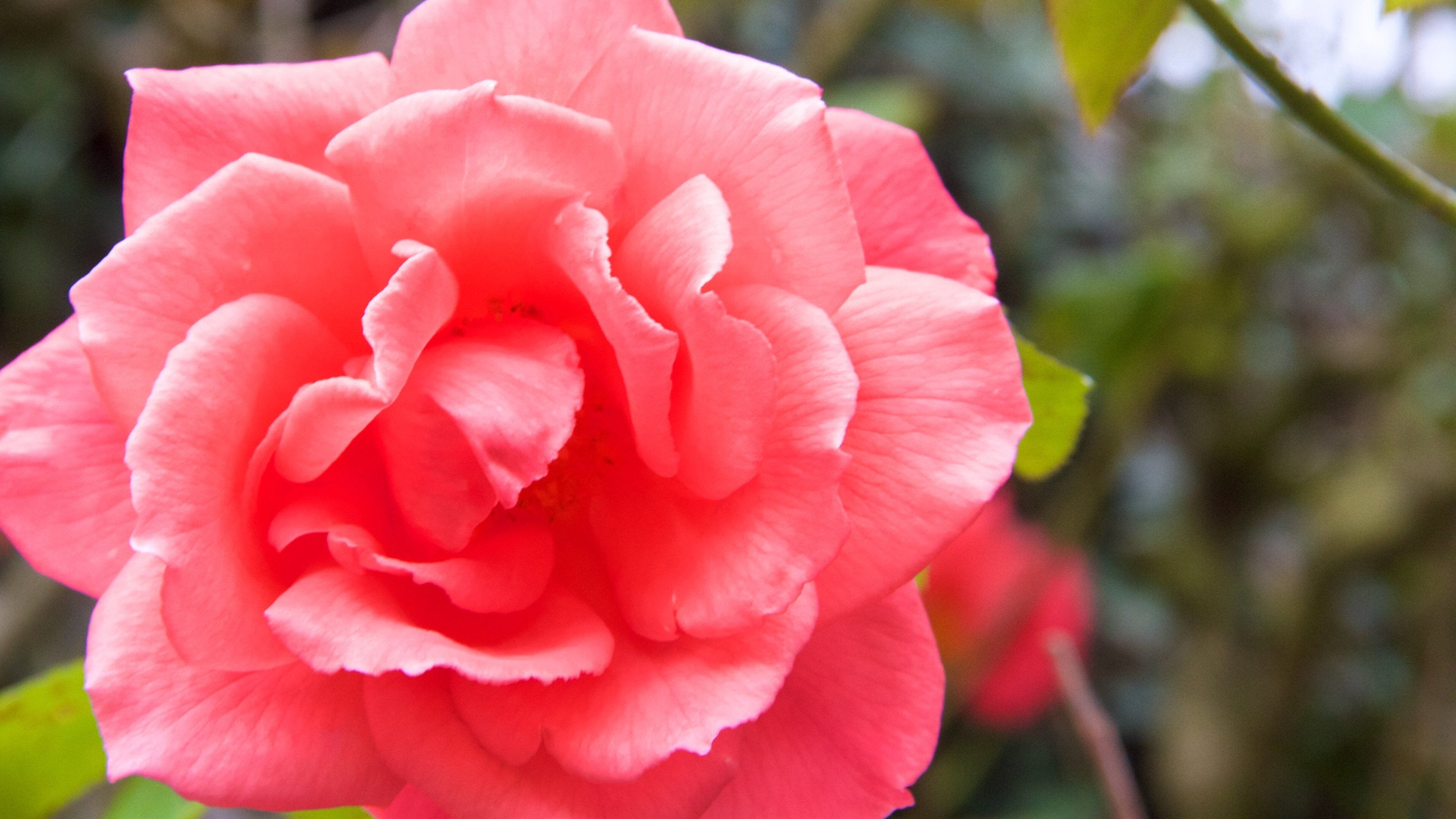 Lincolnshire som inkluderer blomster