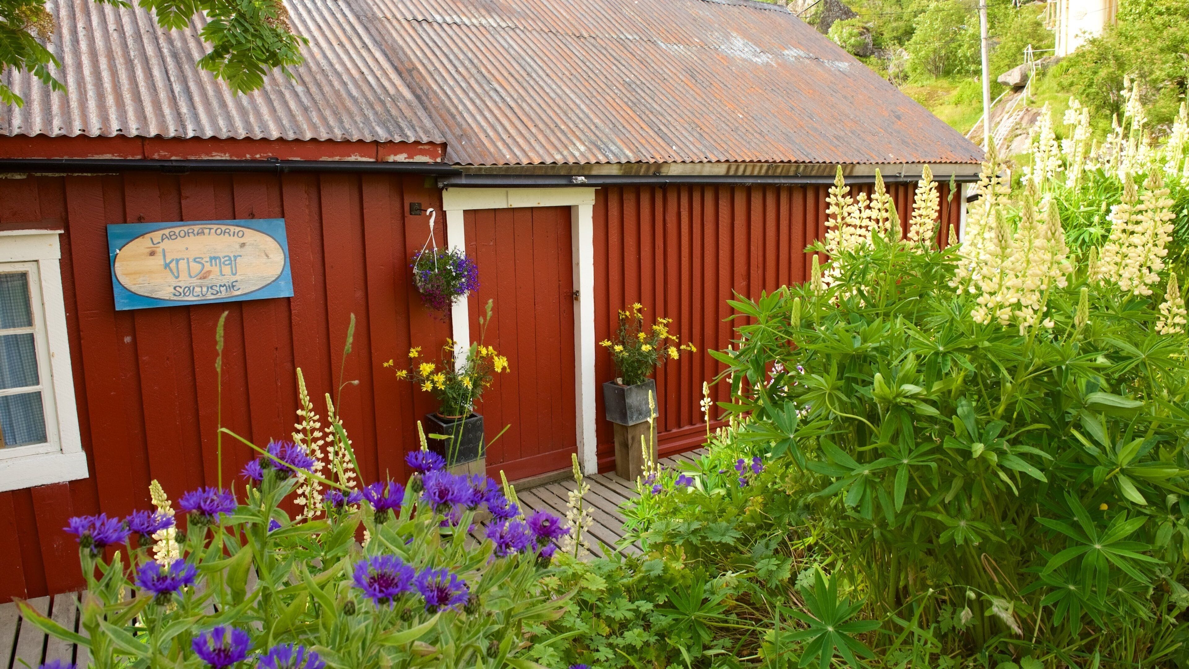 Leknes which includes flowers and signage