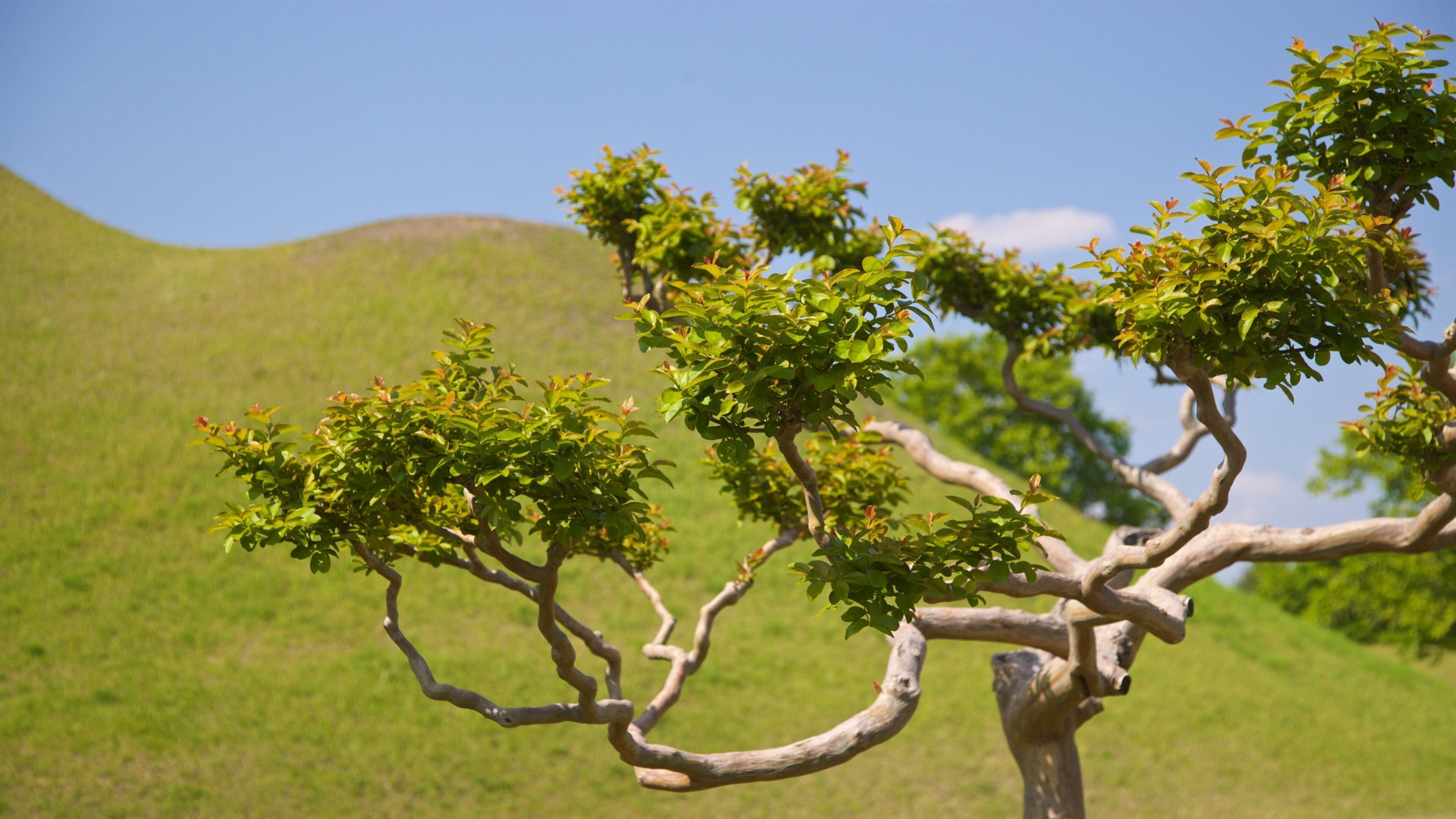 St Maarten and St Martin which includes a park