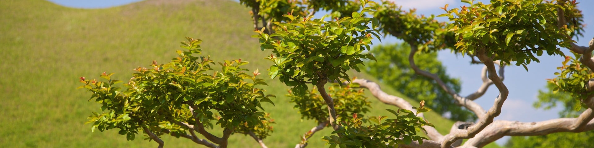 St Maarten and St Martin which includes a park