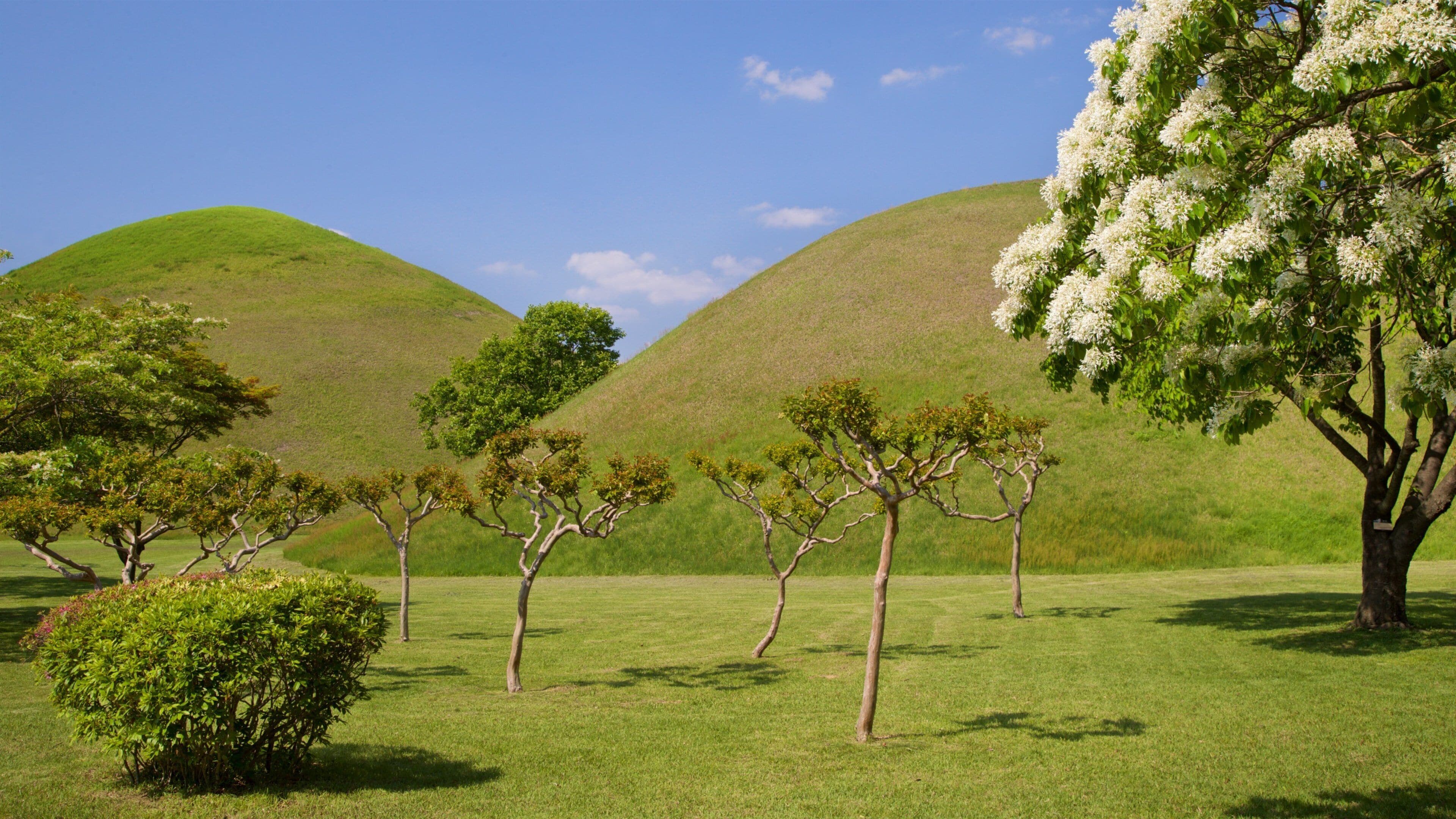 A grassy landscape with several trees and hills.