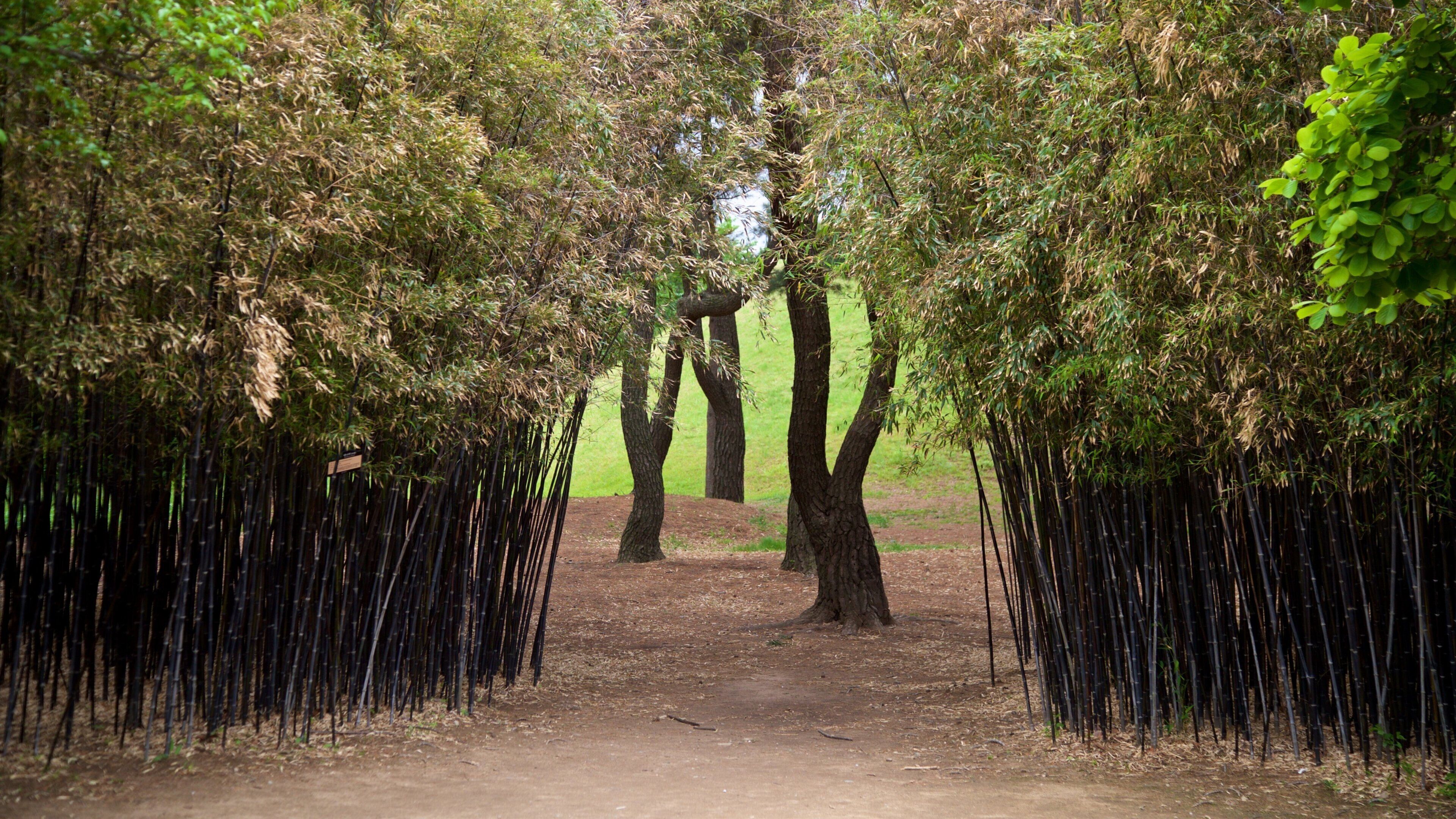 St Maarten and St Martin showing a park