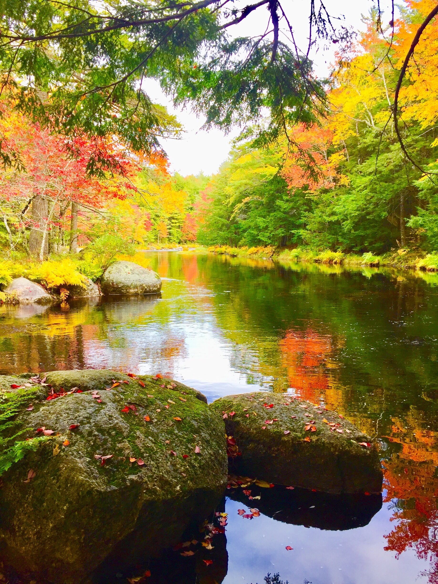 Une rivière paisible, bordée d’un feuillage automnal aux couleurs vives, avec des feuilles vertes et rouges.