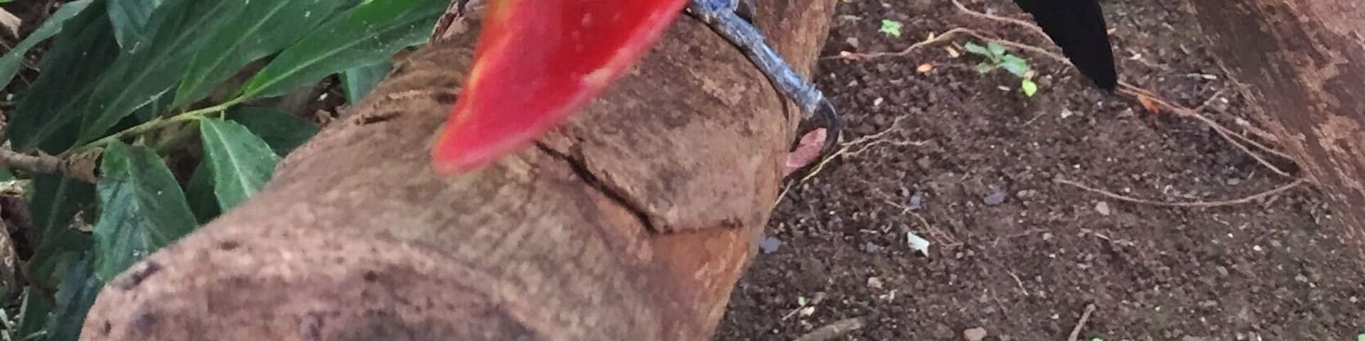 âAre you looking at me?â Adorable Keel-billed Toucan was as intrigued with me as I was with him. Cute park outside of Panama City. Driving in Panama can be a bit scary but very rewarding.