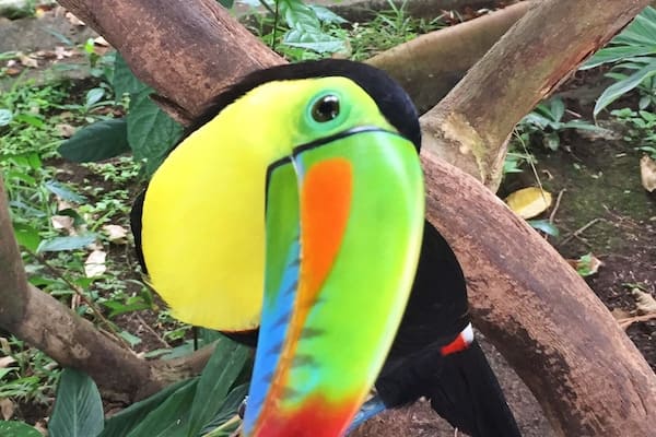 A toucan perched on a branch.