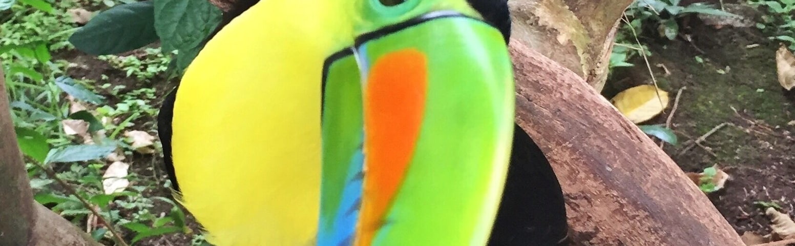 âAre you looking at me?â Adorable Keel-billed Toucan was as intrigued with me as I was with him. Cute park outside of Panama City. Driving in Panama can be a bit scary but very rewarding.