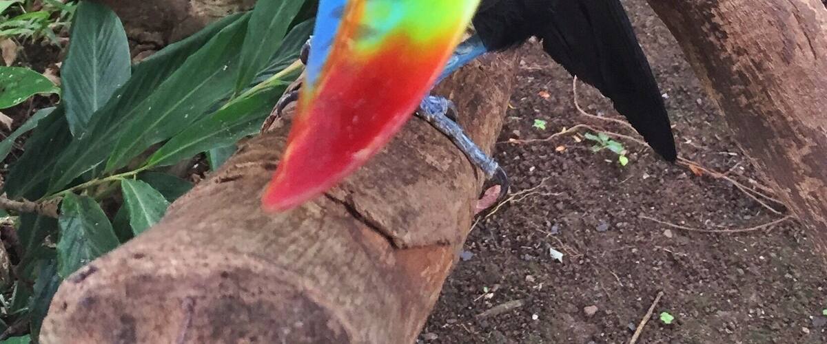 A toucan perched on a branch.