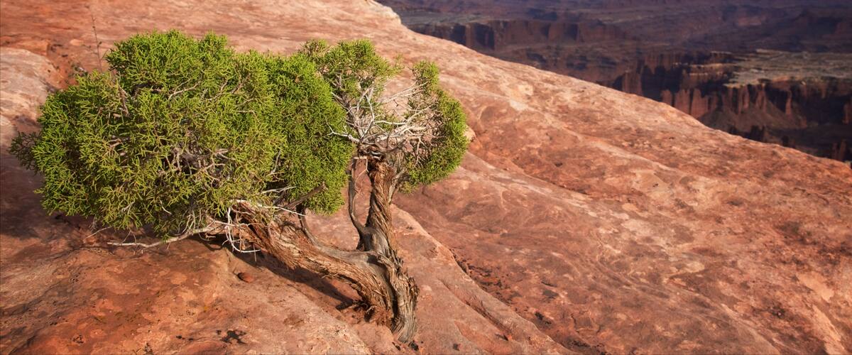 Grand View Point Trailhead